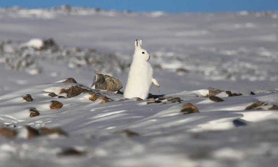 A snowshoe hare stands near Thule air base in Pituffik, Greenland. Photo: Mario Tama, Getty Images