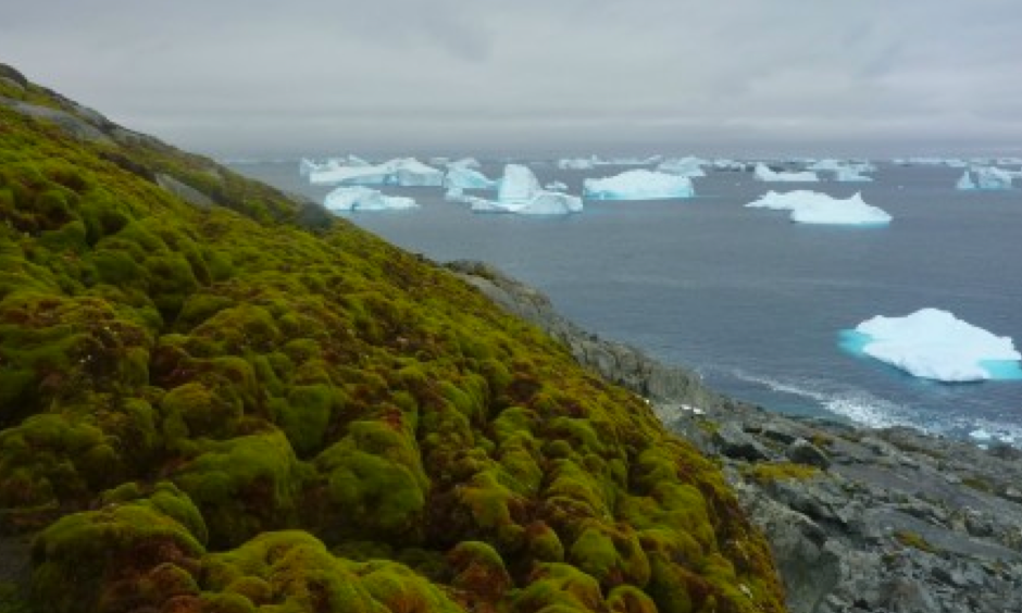 Moss on Green Island. Photo: Matt Amesbury