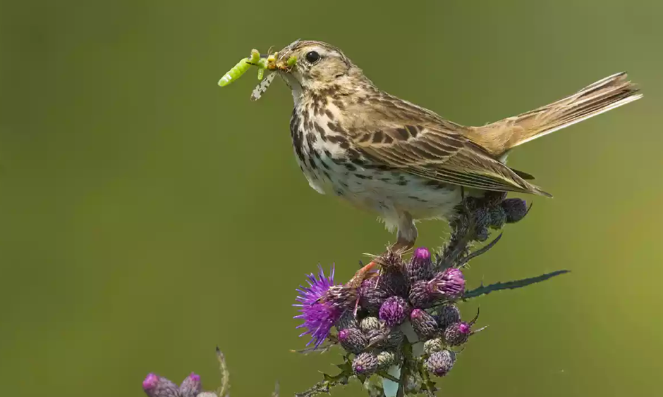 Meadow pipit have disappeared from sites in the south of England. Photo: Alamy Stock Photo