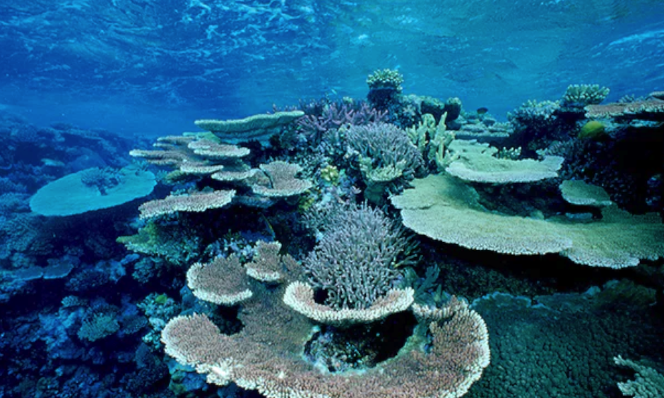The ecosystem lies off the east coast of Australia and is the largest living entity on the planet. Photo: Mark Conlin/Getty Images