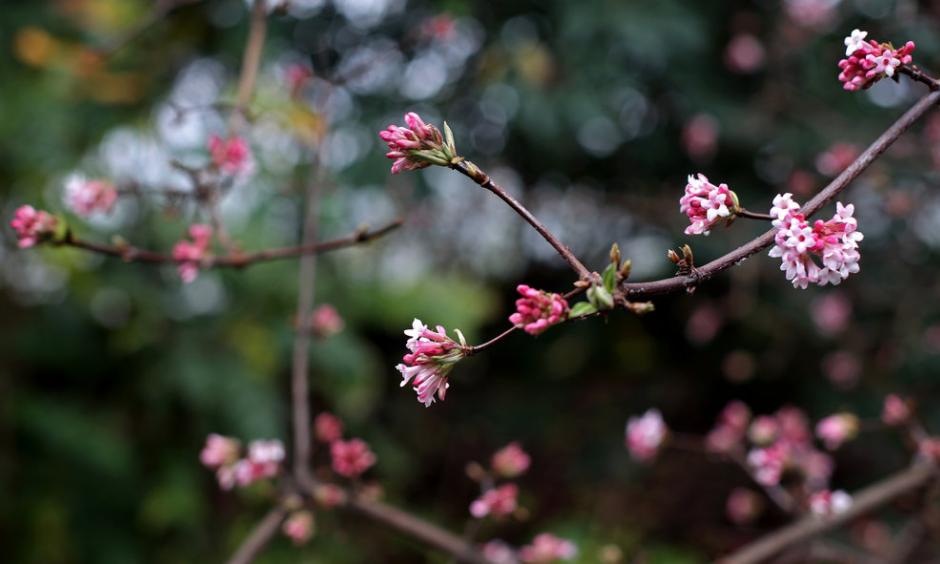 A Viburnum x bodnantense "Dawn" flower at the New York Botanical Garden. An official at the garden said the blooming in December was unusual. Credit Yana Paskova for The New York Times