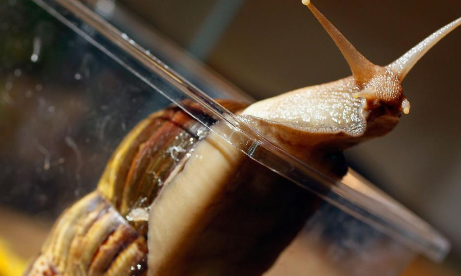 Snails are a known carrier of rat lungworm disease. Photo: Getty