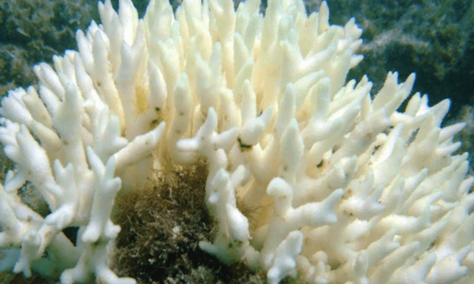 A bleached Seriatopora coral. Photo: Tyrone Ridgway, CC BY-SA