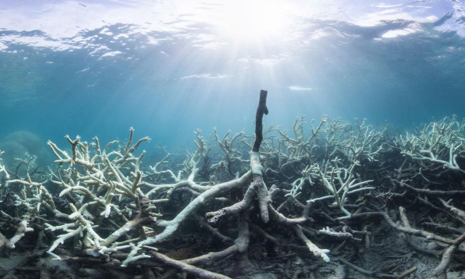 Coral Bleaching at Lizard Island on the Great Barrier Reef. Photo: XL Catlin Seaview Survey