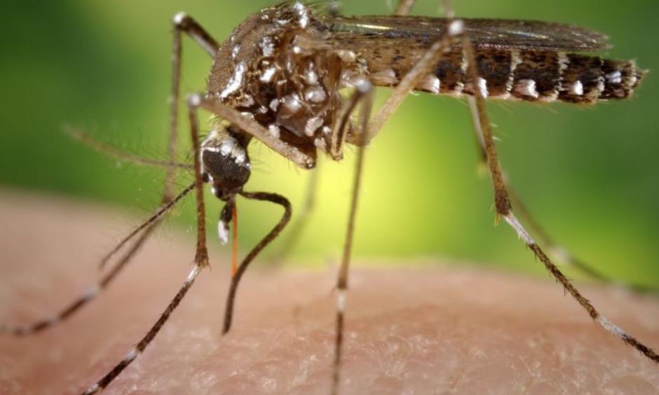 A human-dependent mosquito, the range of the disease-carrying Aedes aegypti is projected to grow in the U.S. and affect more people globally. Photo: sanofi-pasteur/flickr