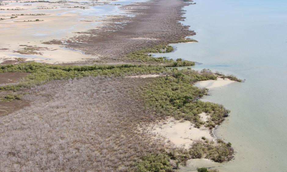 Views of mangrove shorelines impacted by dieback event in late 2015, east of Limmen Bight River, Northern Territory. Photo: NC Duke, June 2016