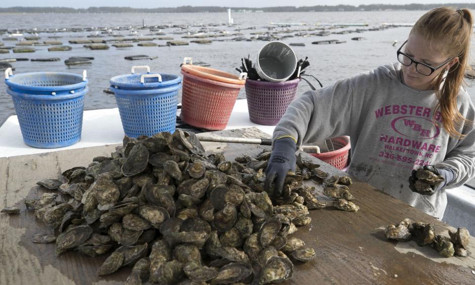 The Morris Family Shellfish Farm in Sea Level, NC suffered extensive damaged to their hatchery and mature oysters during Hurricane Florence.  Photo: Robert Willett