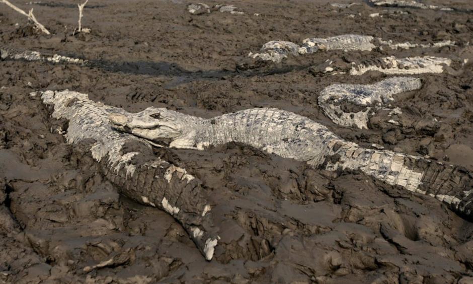 lligators are pictured stuck in the mud of the dry Pilcomayo river, which is facing its worst drought in a 19 years, on the border between Paraguay and Argentina. Photo: Reuters