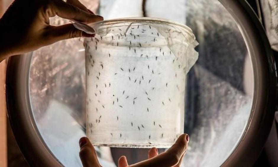 Oxitec is calling for a release of thousands of its GMO mosquitoes in the Florida Keys to combat the Zika virus. Photo: Oxitec Twitter