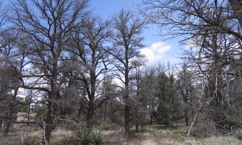 Drought has left little but skeleton trees in a forest of pinons in the US Southwest. Photo: USGS