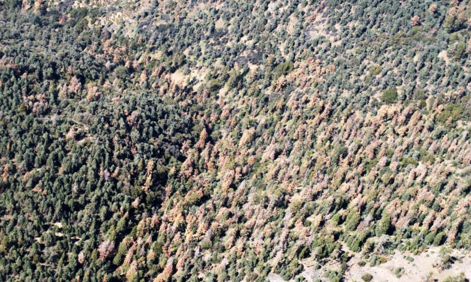 Dead pine trees dominate a hillside in the Los Padres National Forest, north of Frazier Park. Photo: US Forest Service