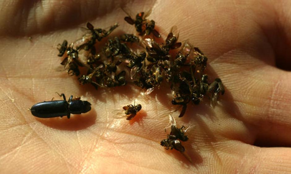 An example of dead western pine beetles alongside a bark beetle, left, from a trap set in Barton Flats in San Bernardino. Photo: Irfan Khan, Los Angeles Times