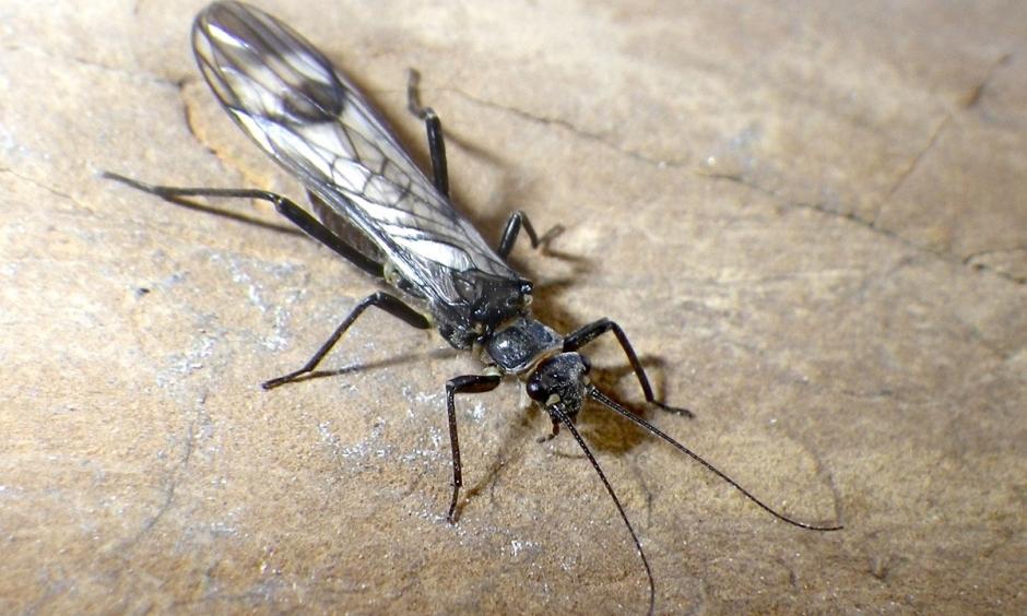 The western glacier stonefly, which is only found in Glacier National Park, is being imperiled by retreating ice flows due to climate change. Photo: U.S. Geological Survey