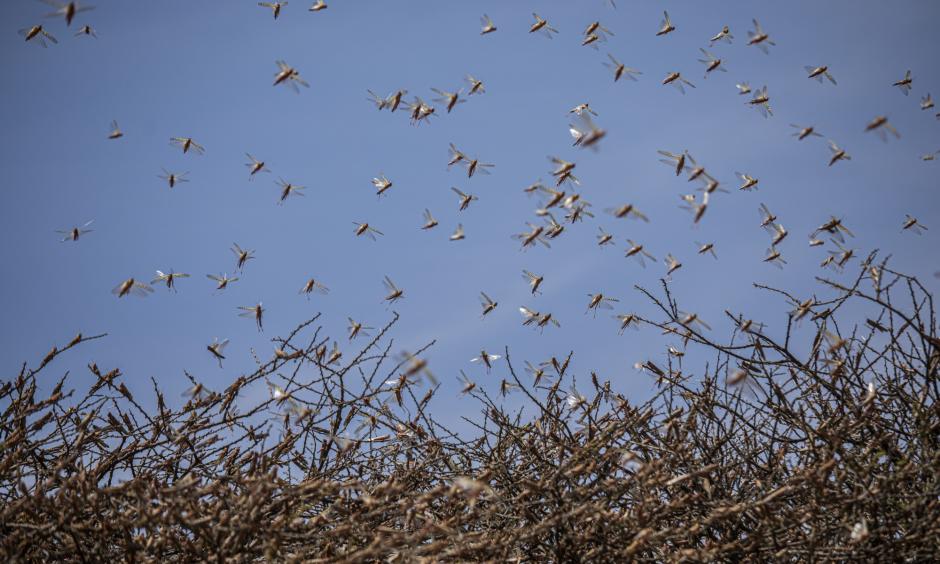 Climate change is fueling the East African locust crisis