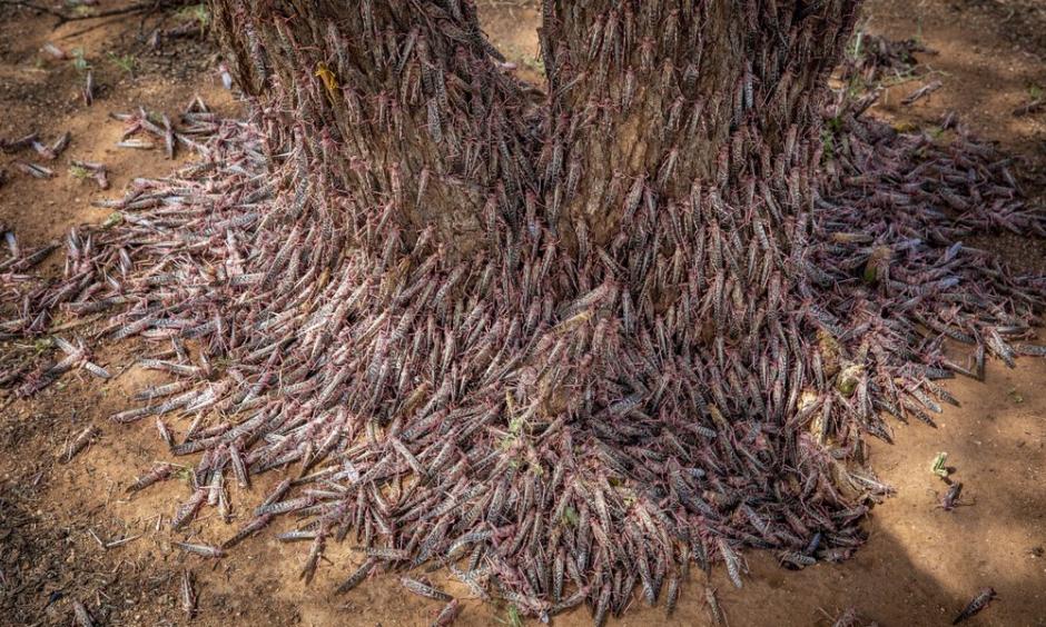 Climate change fueled the desert locust crisis in East Africa