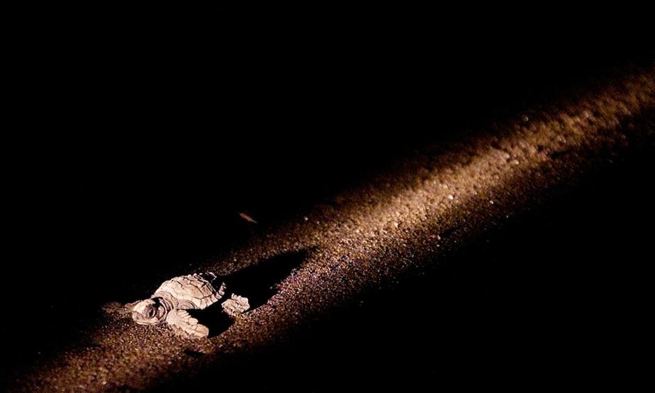 Facing an uphill battle for survival. Photo: Juan Carlos Ulate, Reuters