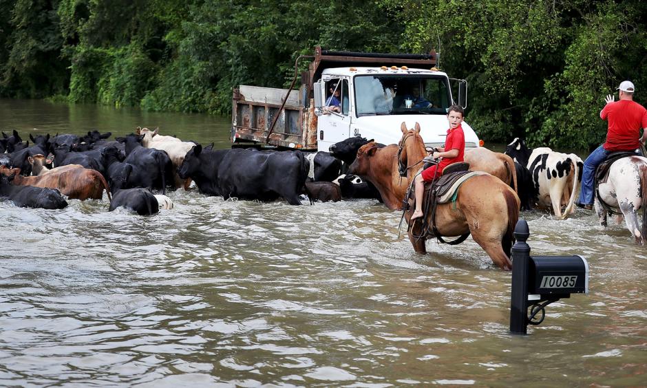 Cattle had to be driven through the waters of a flooded road, and then trucked to higher ground on Aug. 16, in Sorrento, La. About a third of the flooding in the state last month occurred outside the local flood plain. Photo: Joe Raedle, Getty Images