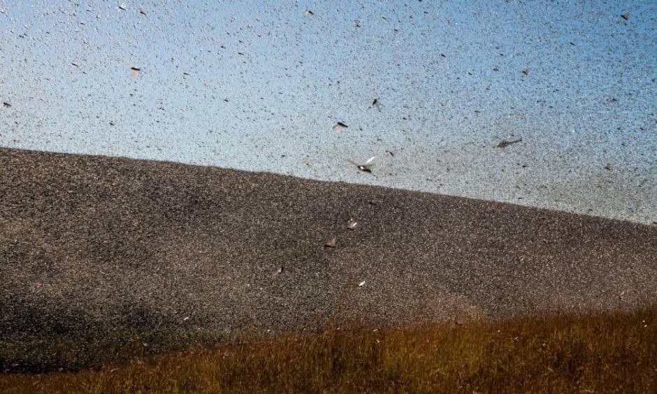 Climate change is fueling the East African locust crisis