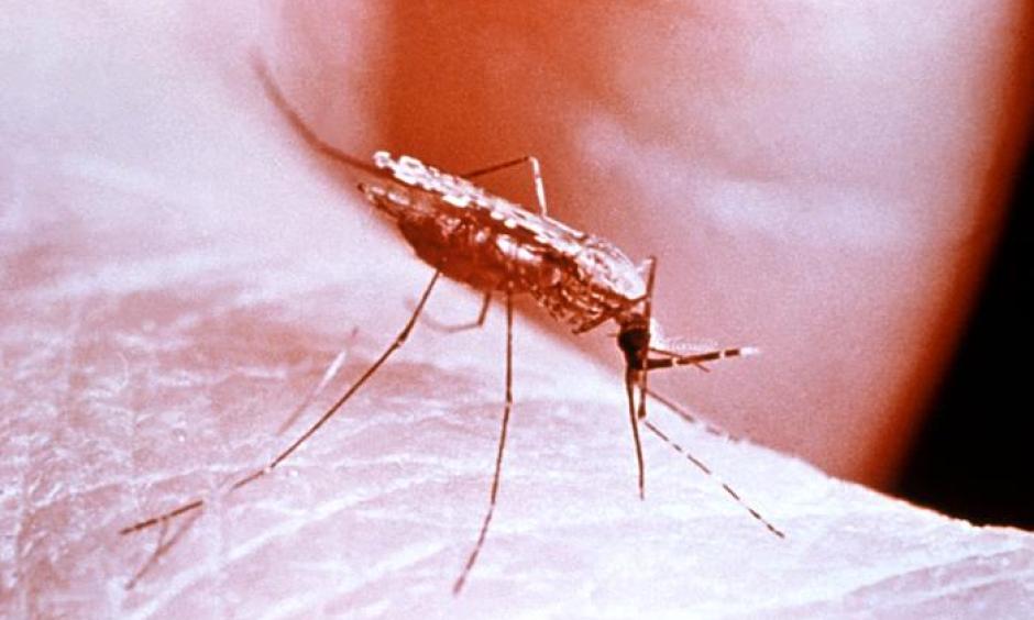 Anopheles gambiae mosquito. Photo: CDC