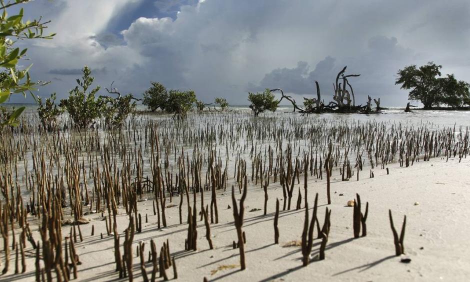 NASA scientists have started using satellite data and 3D imaging to map dwindling mangrove forests in South Florida and track how they recover from hurricanes as threats from climate change and urban development increase. Credit: Valerie Preziosi