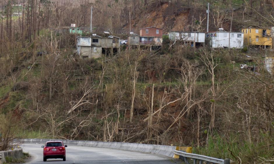 Trees and vegetation near Cayey were knocked down by the winds packed by Hurricane Maria. Photo: Angel Valentin, NPR
