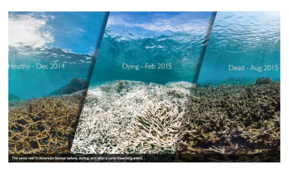 The same reef in American Samoa before, during and after a coral bleaching event. Image: XL Catlan Seaview Survey