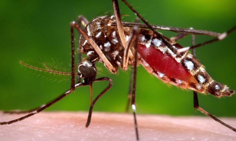 This 2006 file photo provided by the Centers for Disease Control and Prevention shows a female Aedes aegypti mosquito in the process of acquiring a blood meal from a human host. The Aedes aegypti mosquito is behind the large outbreaks of Zika virus in Latin America and the Caribbean. Photo: James Gathany, Centers for Disease Control and Prevention, Associated Press