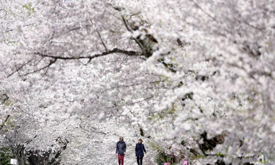 Climate change is causing warmer and earlier springs