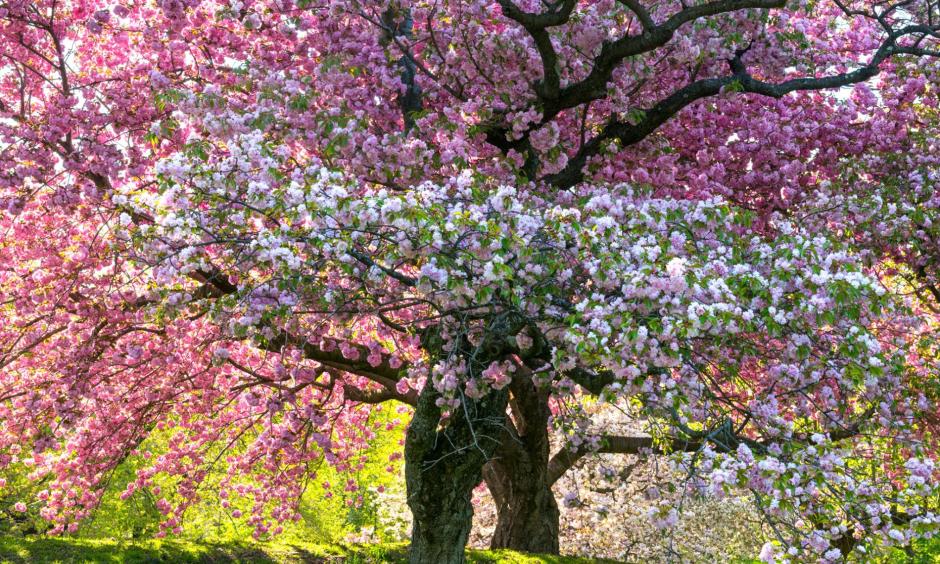 A recent federal study found that spring is arriving as many as 20 days early in the southwestern United States—and even as far north as the New York Botanical Garden, where this tree blooms. Photo: Diane Cook and Len Jenshel, National Geographic Creative