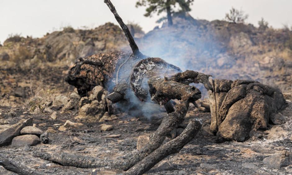 As of August 31, the Okanogan Complex has burned more than 300,000 acres. Photo: Alex Garland