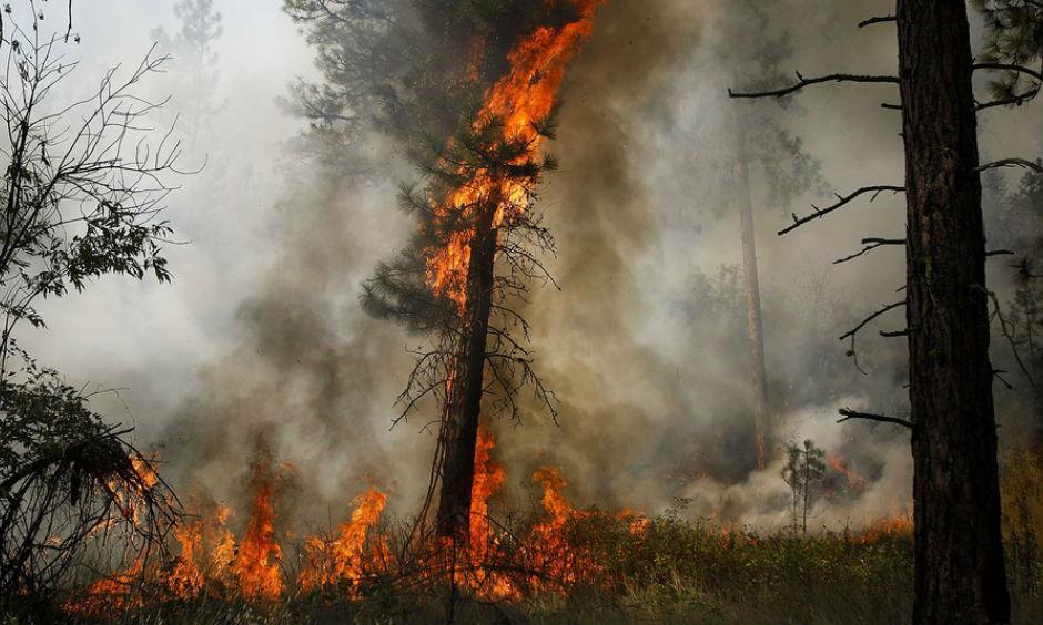 A tree is engulfed in flames during a controlled burn near a fire line outside of Okanogan, Wash., on August 22 2015. Photo: Ian Terry, The Herald, AP