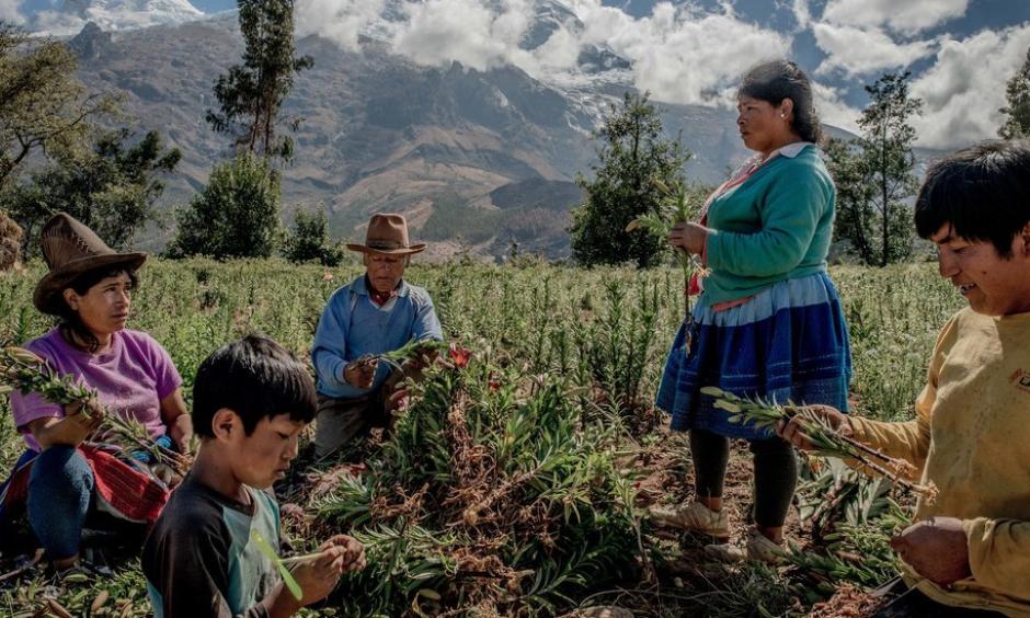 A family harvesting flowers in the foothills of the Cordillera Blanca in Peru. Photo: Tomas Munita for The New York Times