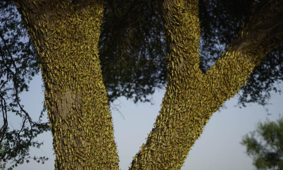 Climate change is fueling the desert locust crisis in East Africa