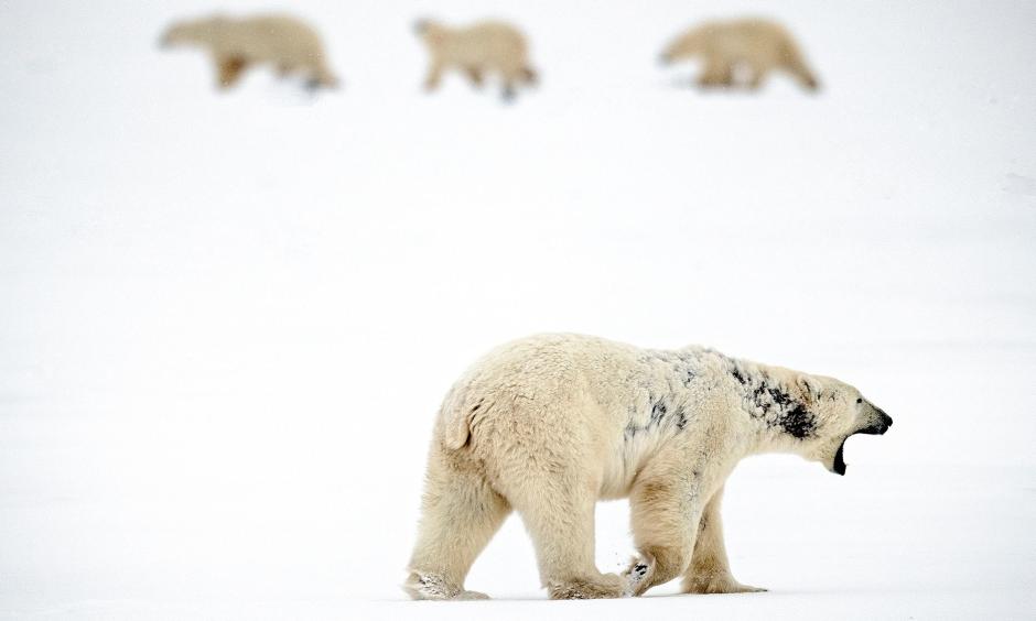 A male polar bear suffering from alopecia, which caused the patches of black on his neck and side. Photo: Michelle Valberg