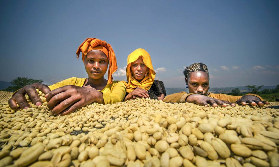 Growing coffee provides income for about 15 percent of Ethiopia's population and is the country's top export. Climate change is likely to shrink the land suitable for coffee, thereby also hurting the livelihoods of many people. Photo: Emily Garthwaite
