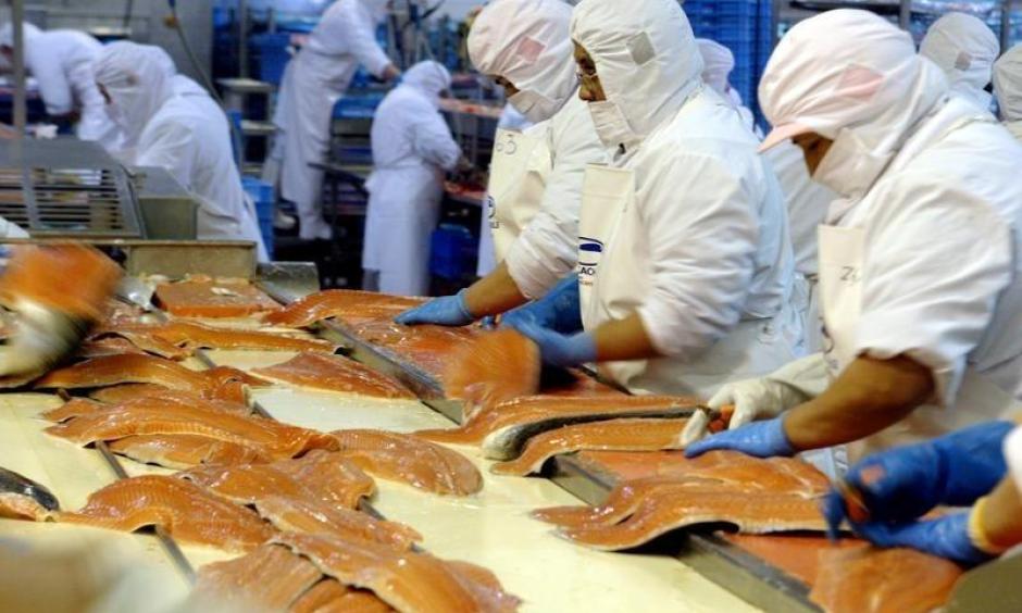 Chilean workers process farmed salmon in a plant in Puerto Ibanez near the town of Aysen, in the Chilean Patagonia region, some 1660 km (1031 miles) south of Santiago. Photo: Reuters