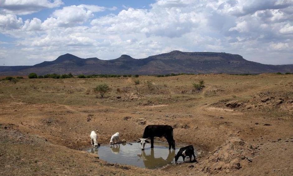 Livestock drink from a drying river outside Utrecht, a small town in the northwest of KwaZulu-Natal, South Africa, November 8, 2015. Photo: Reuters, Siphiwe Sibeko