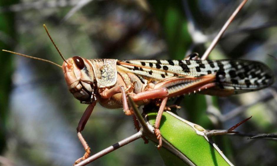climate change is driving the East African locust invasion