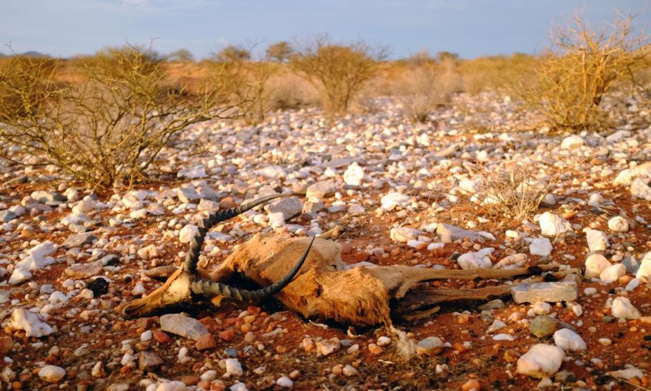 Ongoing drought in South Africa threatens wildlife.