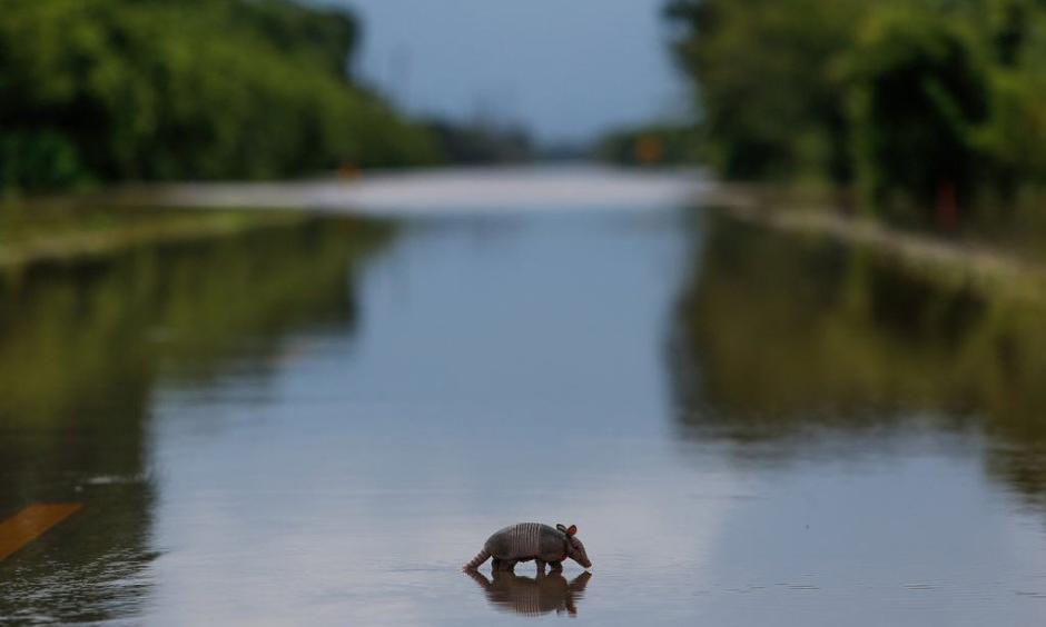 A lone armadillo moves across a flooded roadway in Booth, Texas on Wednesday, June 1, 2016. Rising waters forced residents to evacuate their homes and buildings. Photo: Michael Ciaglo, Houston Chronicle