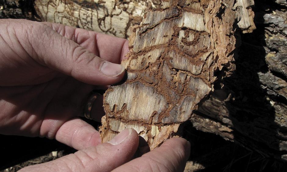 In this June 6, 2016 photo, Division Chief Jim McDougald of the California Department of Forestry and Fire Protection holds a piece of tree bark showing burrowing marks from a bark beetle infestation near near Cressman, Calif. Photo: Scott Smith, Associated Press