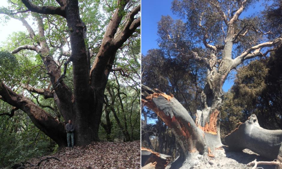 The largest madrone tree in the United States in 2007 (left) and in 2016 (right). The tree, located in Joshua Creek Canyon Ecological Reserve in Monterey County, was severely burned in the Soberanes Fire. Photo: California Department Of Fish And Wildlife