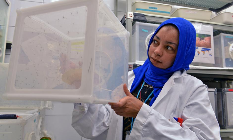 A scientist studies the mosquitos that transmit the Zika virus. Photo: IAEA