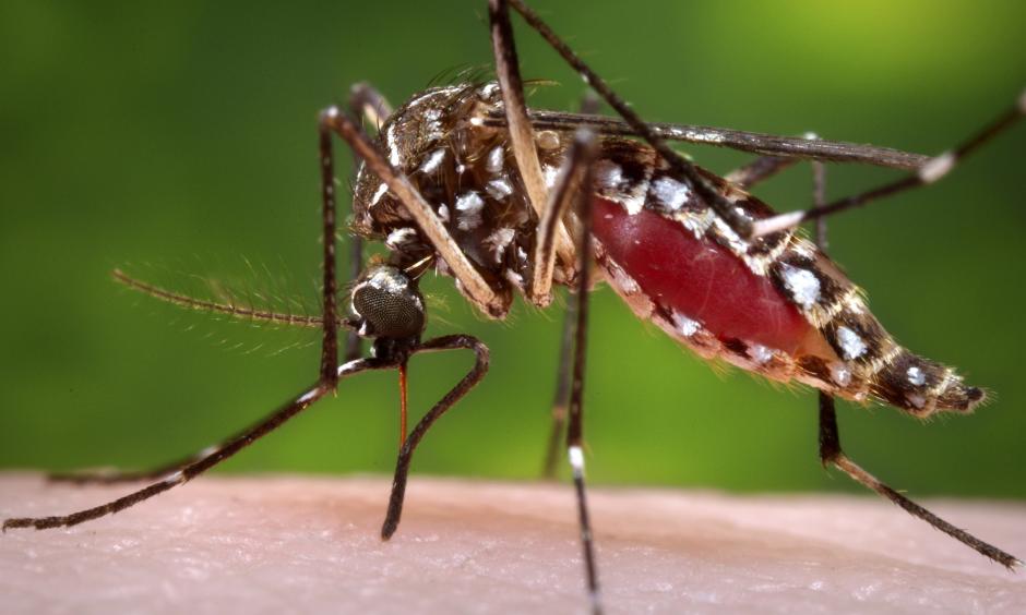 The mayor of Hawaii County declared a state of emergency in response to an outbreak of dengue fever, a virus transmitted by mosquitoes. The Aedes aegypti mosquito is known to carry dengue and yellow fever. Photo: Reuters