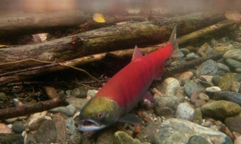 Pacific salmon numbers are expected to decline over the next three years due to unusual ocean temperatures. Photo: Johathan Hayward / Canadian Press