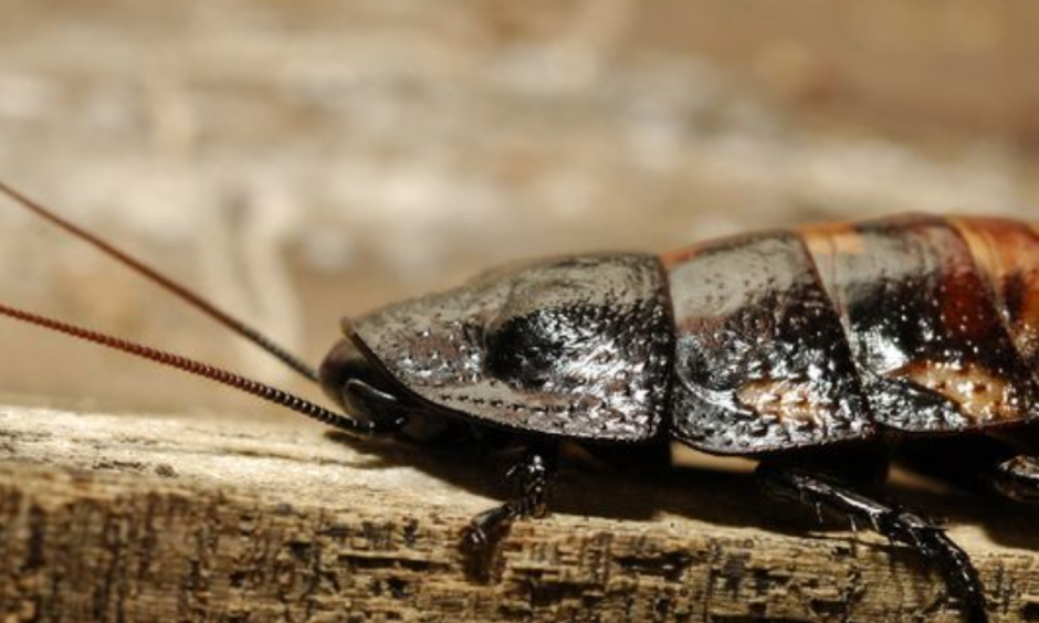 Cockroaches rarely take flight. But, when they do, temperatures must be high. Photo: Julie Larsen Maher, AP