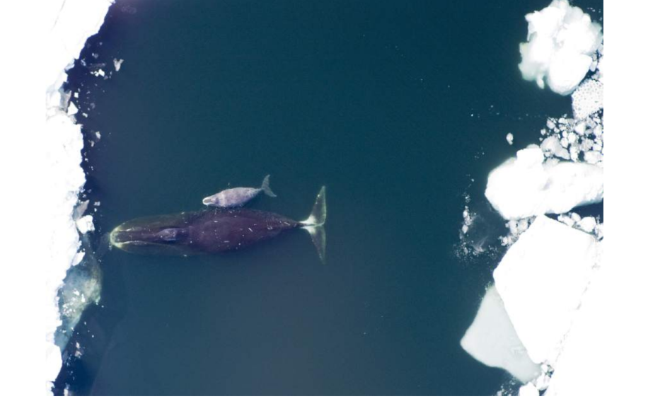 A bowhead whale, shown here with a calf, is the Arctic's largest mammal. They sometimes grow to 60 feet long and live for 200 years. Photo: Corey Accardo, National Oceanic and Atmospheric Administration via The Washington Post