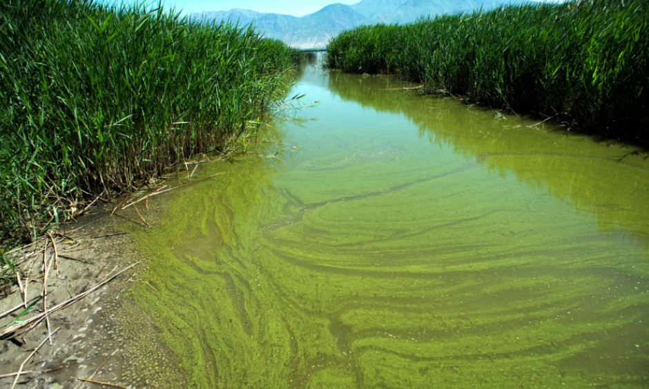 In this June 12, 2018, file photo, a potentially toxic blue-green algae bloom in Provo Bay in Provo, Utah. Researchers and officials across the country say increasingly frequent toxic algae blooms are another bi-product of global warming. They point to looming questions about their effects on human health. Photo: Rick Egan, The Salt Lake Tribune via AP