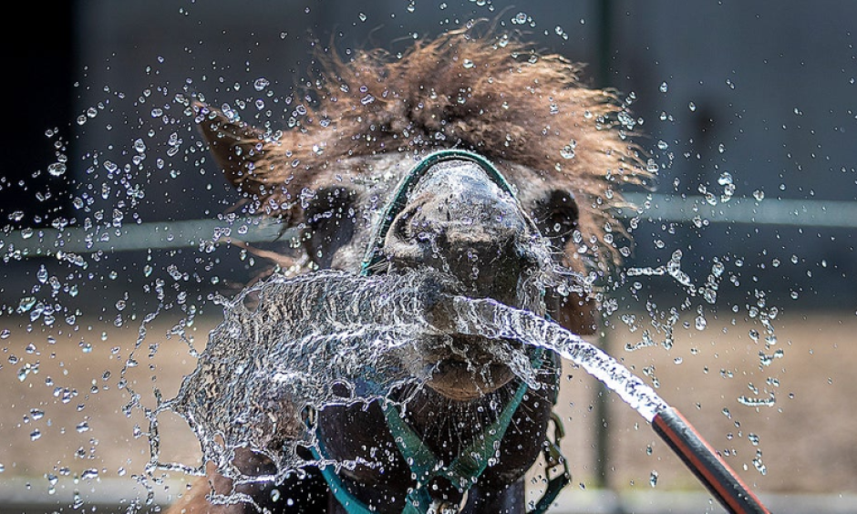 An Icelandic horse is sprayed with water in Wehrheim near Frankfurt, Germany, on a hot and sunny Wednesday, June 26, 2019. Zoo animals are being given cold water and special treats to help them beat the heat. Credit: Michael Probst, AP