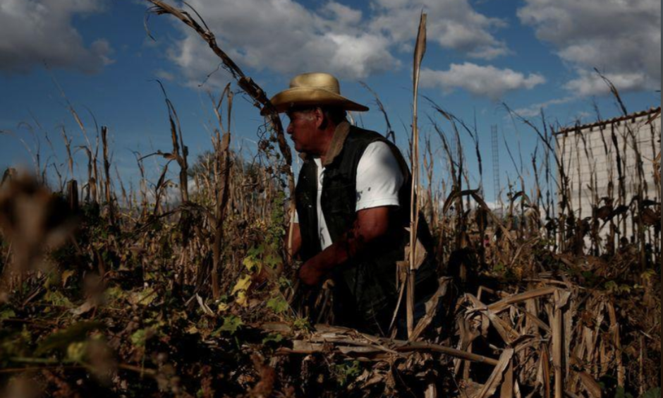 Climate change is exacerbating drought which can harm crops